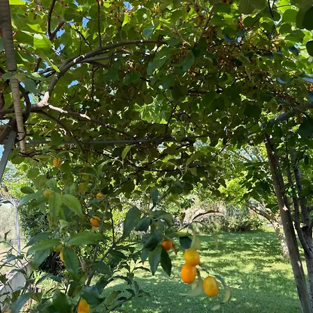 A Casa Di Nonna Emilia Bed & Breakfast Campagna